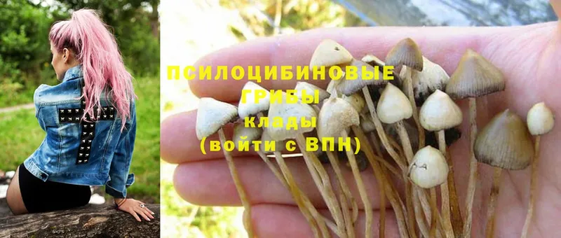 МЕГА ссылка  Кудрово  Галлюциногенные грибы MAGIC MUSHROOMS 