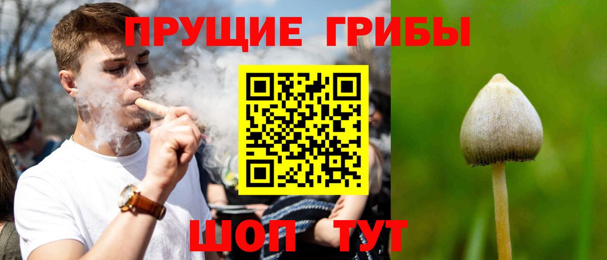 Псилоцибиновые грибы Cubensis Кудрово