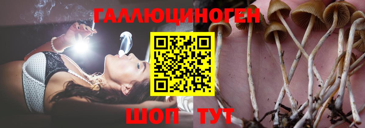 Галлюциногенные грибы Magic Shrooms  Вход с VPN  Кудрово  Псилоцибиновые грибы Cubensis 
